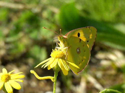 Clouded Yellow