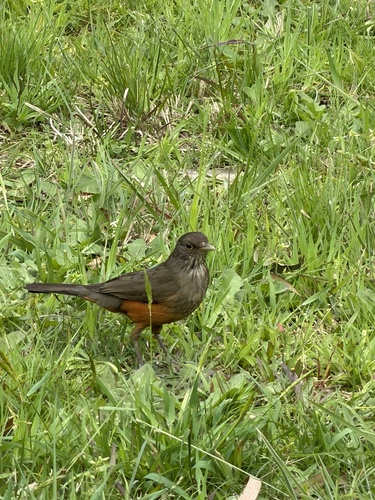 Rufous-bellied Thrush