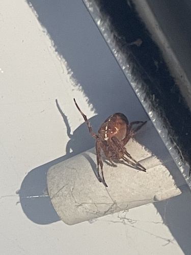 Cross Orbweaver