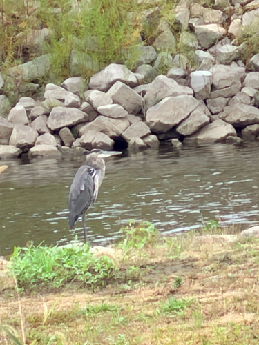 Great Blue Heron
