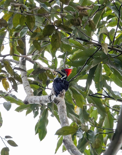 Crimson-crested Woodpecker
