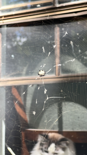 Spinybacked Orbweaver