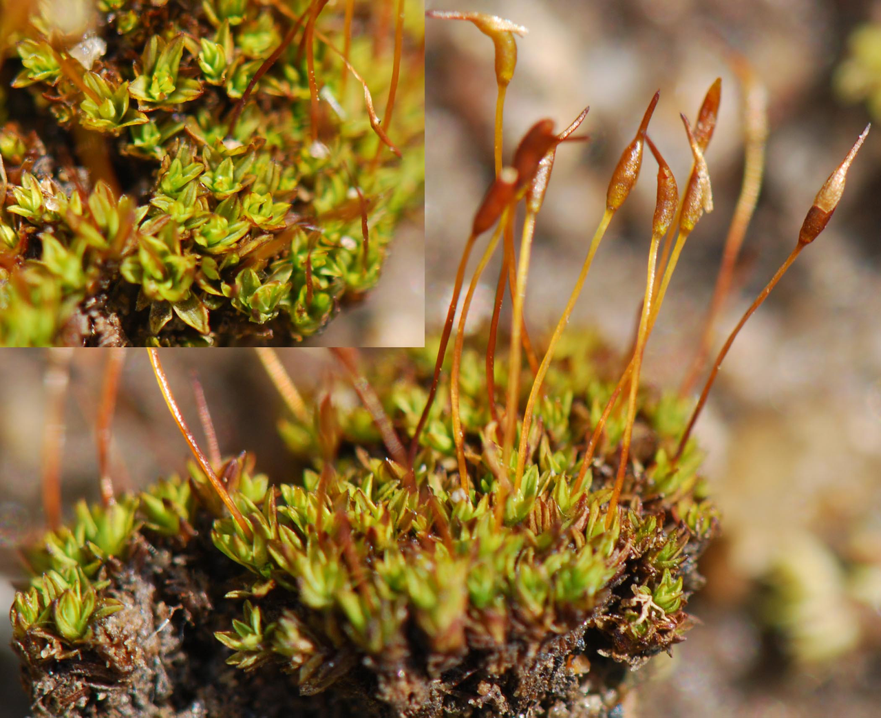 Tortula atrovirens