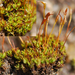 Rib-leaf Moss - Photo (c) bryophyte_cnps, some rights reserved (CC BY-NC), uploaded by bryophyte_cnps