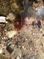 Actinia
