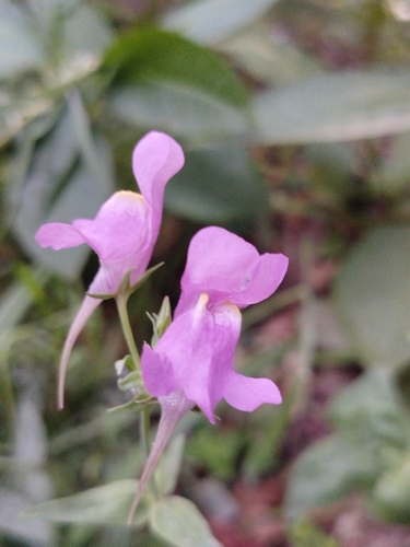 Three Birds Toadflax