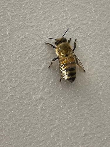 Western Honey Bee