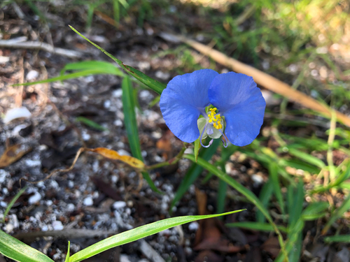Whitemouth dayflower, photographed near here