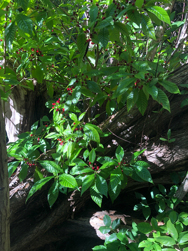 Shiny-leaved Wild Coffee, photographed near here