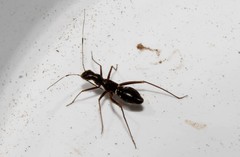 Camponotidea saundersi