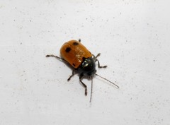 Cryptocephalus ilicis