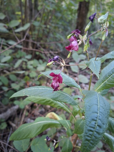 Himalayan balsam