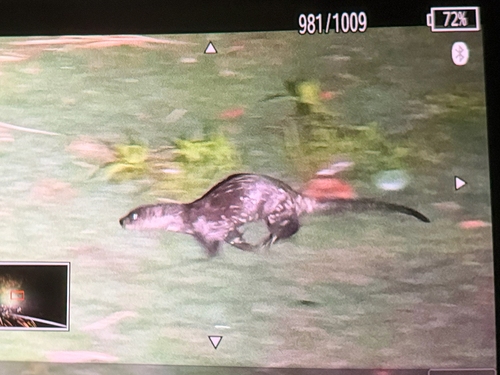 Eurasian Otter