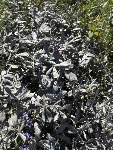 Baptisia bracteata observed 2026-09-27