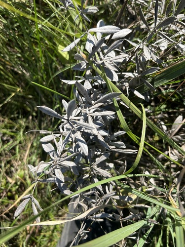 Baptisia bracteata observed 2026-09-27