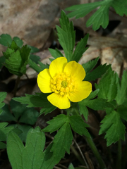 Ranunculus hispidus nitidus