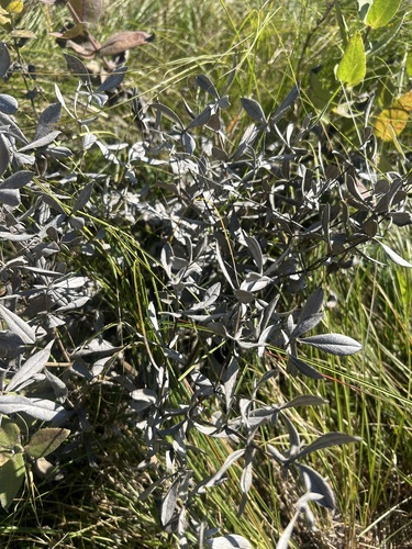 Baptisia bracteata observed 2026-09-27