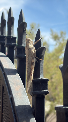 Egyptian Bird Grasshopper