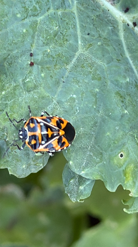 Harlequin Bug