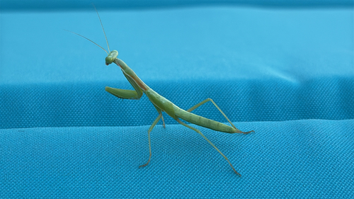 Mediterranean Mantis