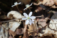 Hepatica acutiloba