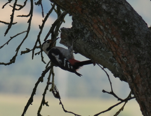 Syrian Woodpecker