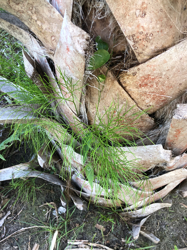 Skeleton fork fern, photographed near here