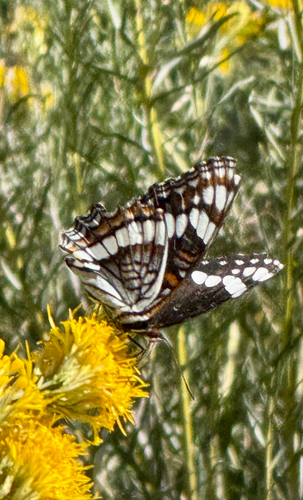 Weidemeyer's Admiral