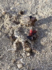 Phrynosoma coronatum