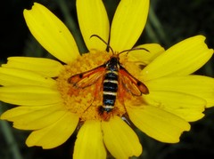 Pyropteron minianiforme