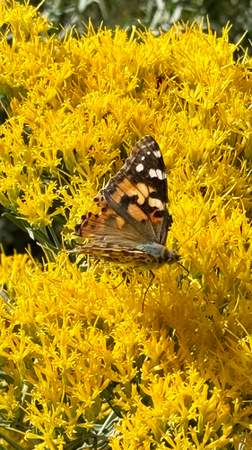 Painted Lady