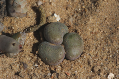 Tylecodon schaeferianus