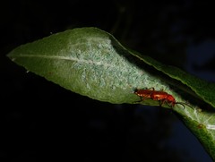 Hyalopterus amygdali
