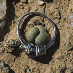 Tylecodon schaeferianus