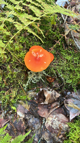 Larch Waxy Cap