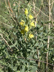 Linaria dalmatica dalmatica