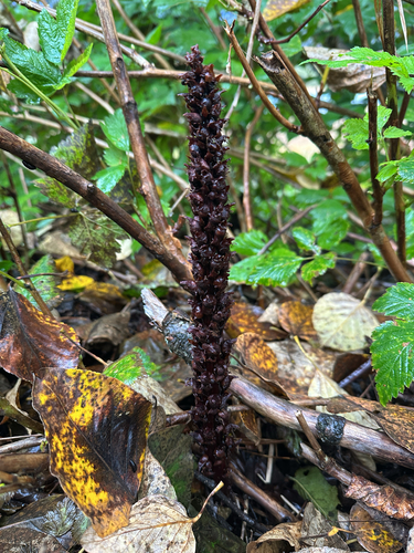 Northern Groundcone