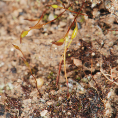 Tortula atrovirens