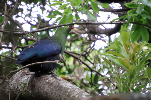 iNaturalist image