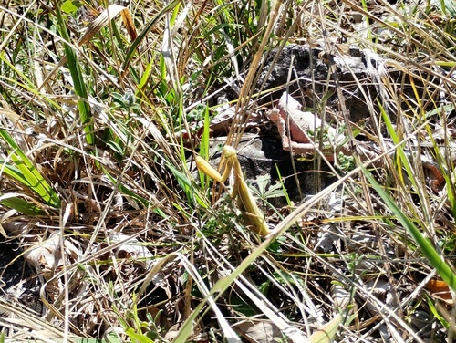 European Mantis