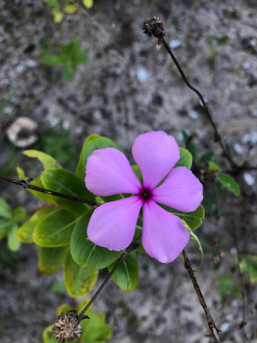 Madagascar Periwinkle, photographed near here