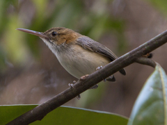 Ramphocaenus melanurus