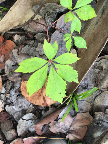 Virginia creeper, photographed near here