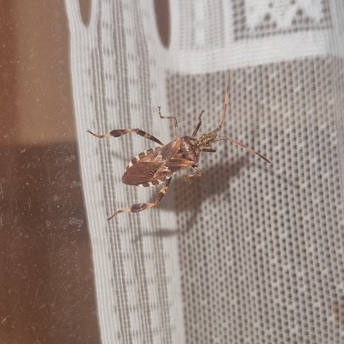 Western Conifer Seed Bug
