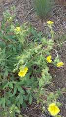 Potentilla astracanica
