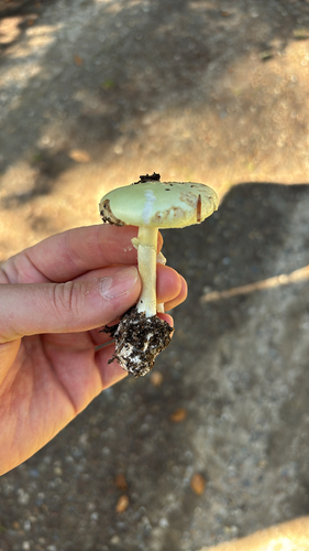 False Death-cap