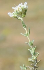 Teucrium polium expansum