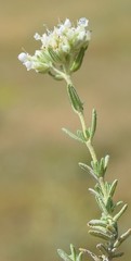 Teucrium polium expansum