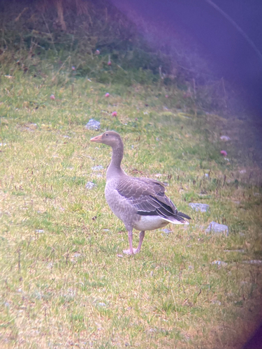 Greylag Goose