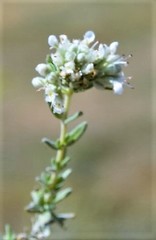 Teucrium polium expansum